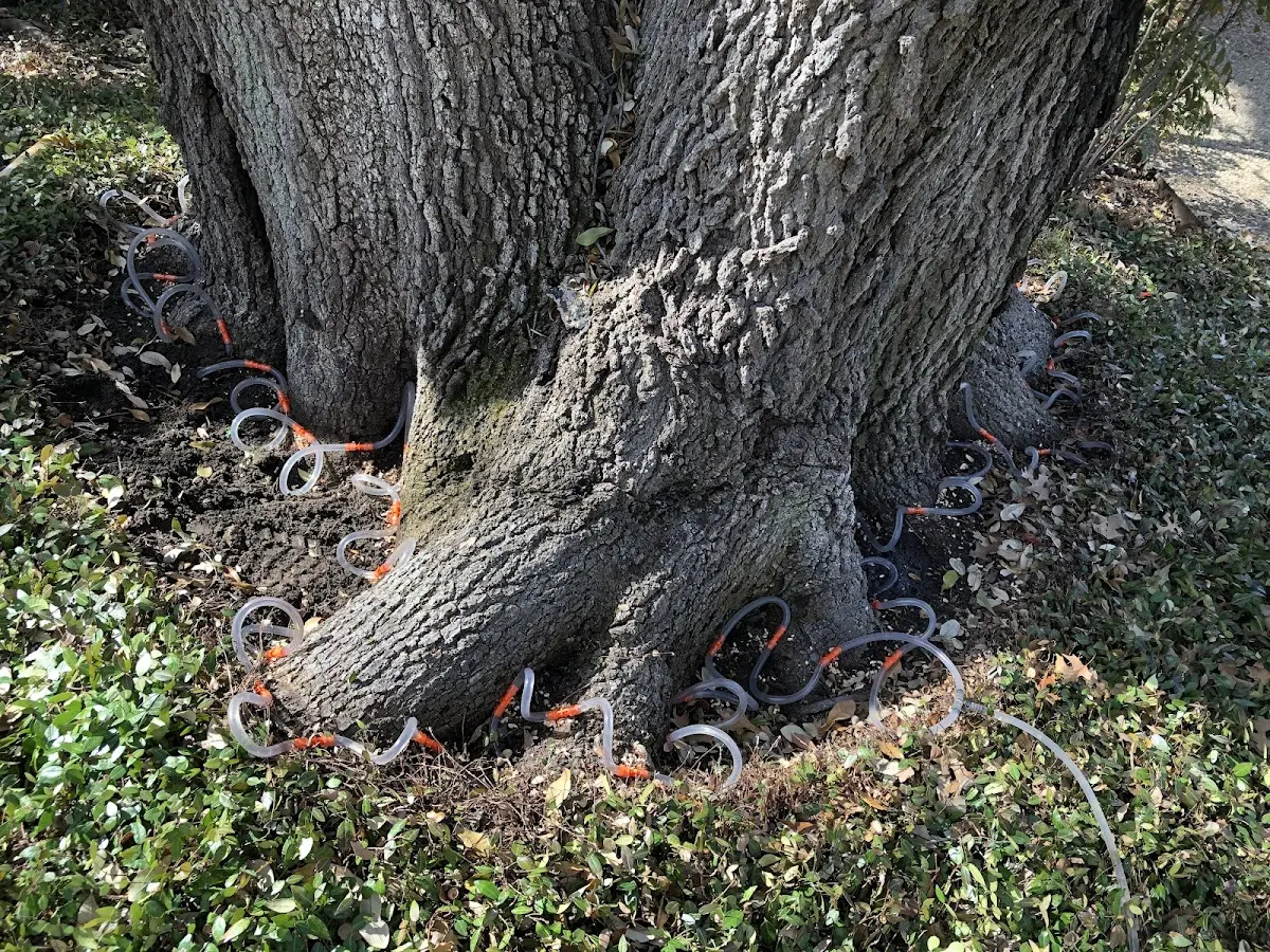 Detailed Tree Cabling and Bracing job site in Rogers